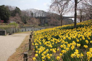 anderusenkouen sakura 034.jpg